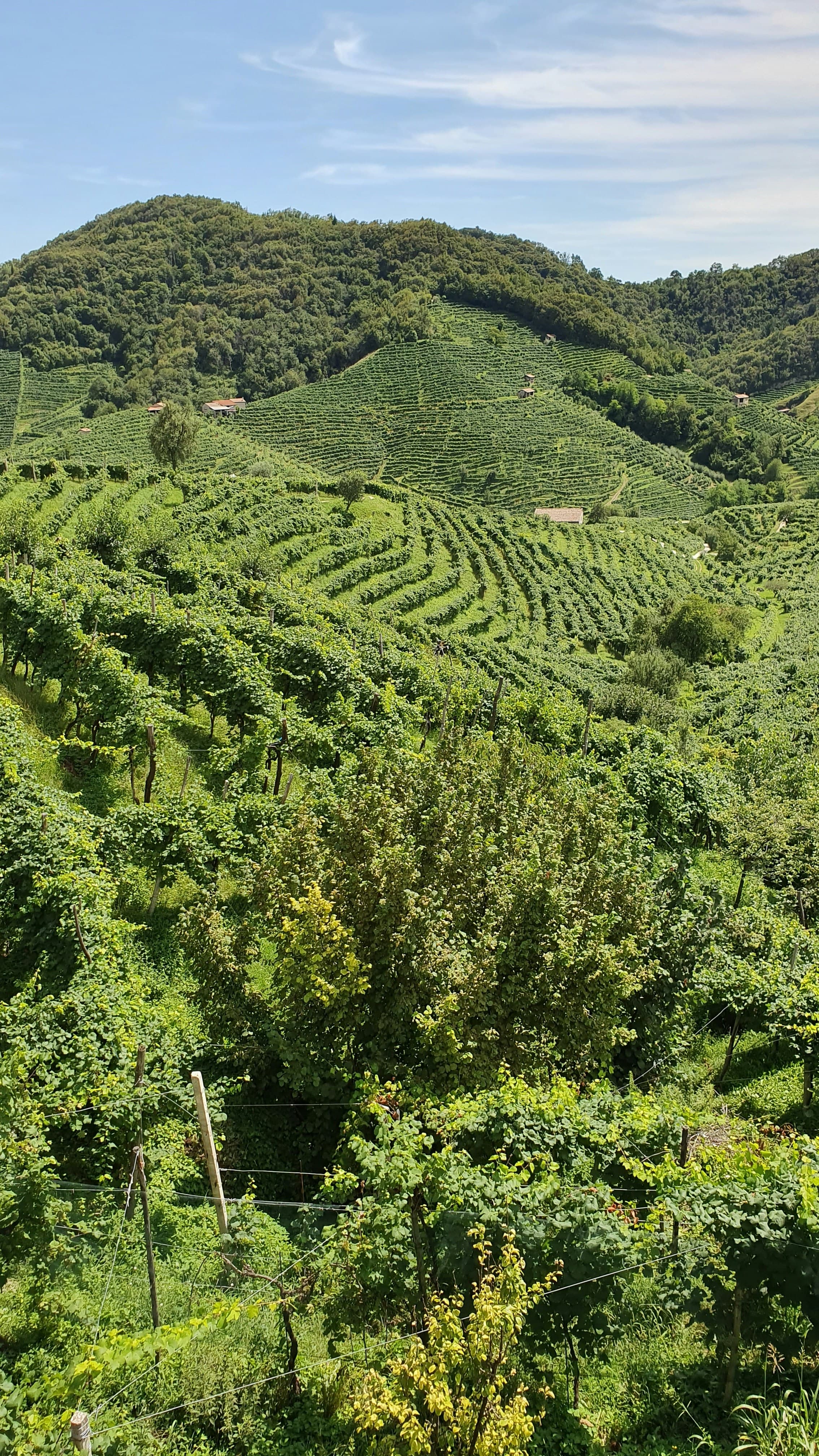 Italian wine