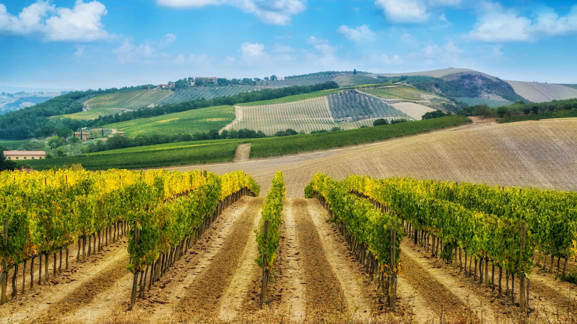 Vigneto Principe Pallavicini